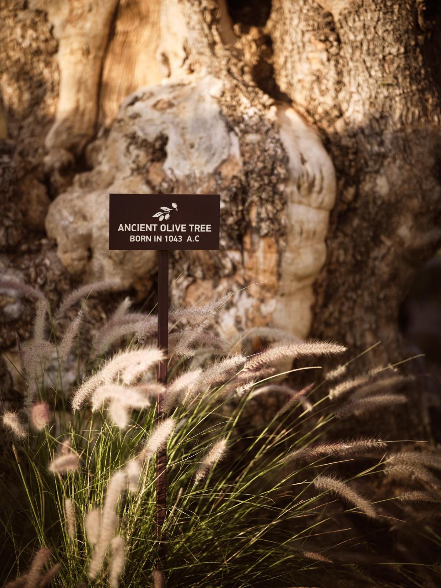 Acro Suites - A Wellbeing Resort (Adults Only) Agia Pelagia  Luaran gambar